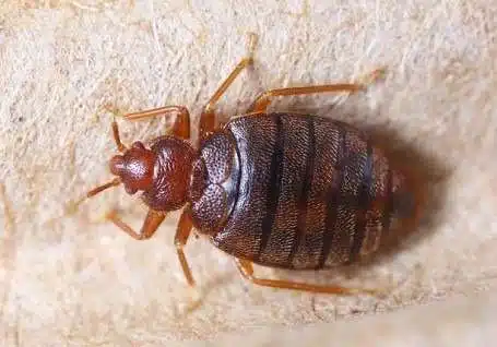 ants pest control
