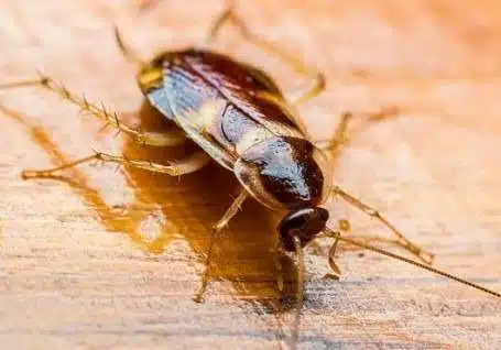 Cockroaches treatment