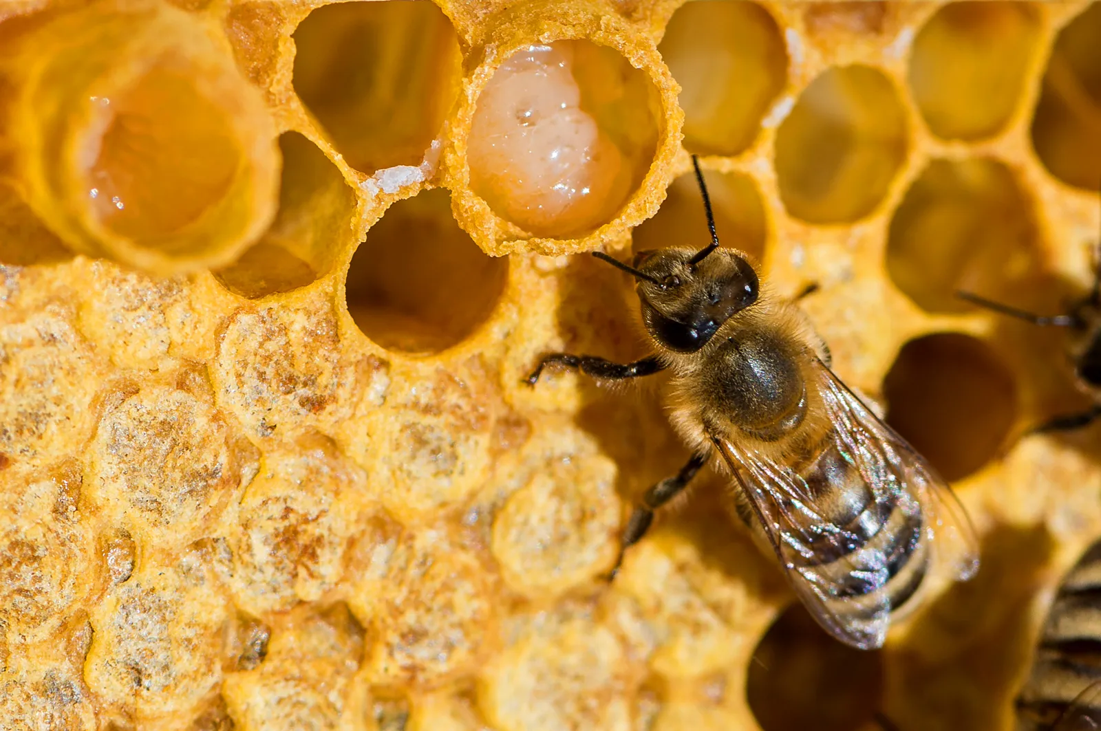 honeybee control