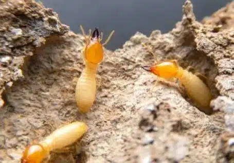Ant control